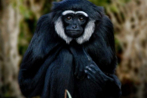 Czarne szary - aktywne małpy drewniane Czarne szary - aktywne małpy drewniane